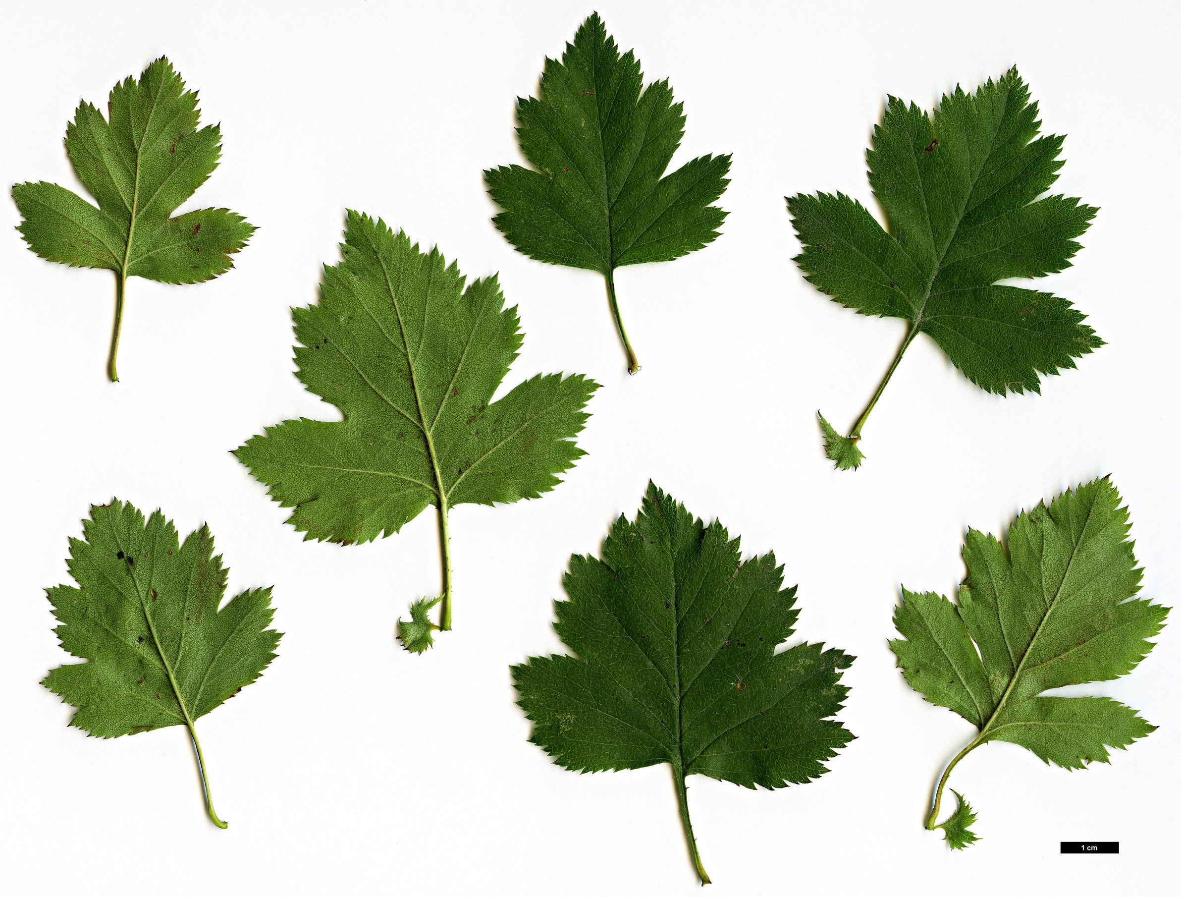 High resolution image: Family: Rosaceae - Genus: Crataegus - Taxon: pruinosa - SpeciesSub: var. georgiana
